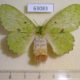 63083p Lasiocampidae Trabala charon f Uganda $10