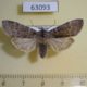 63093p Thyatiridae Neodaruma tamanukii Primorye $7