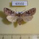 63102p Noctuidae Orthosia askoldensis f Primorye $7