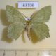 63106p Geometridae Maxates grandificaria Primorye $5