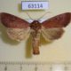 63114p Noctuidae Apamea lateritia Transbaikal reg. $6
