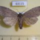 63115p Noctuidae Polia vespertilio f Transbaikal reg. $12