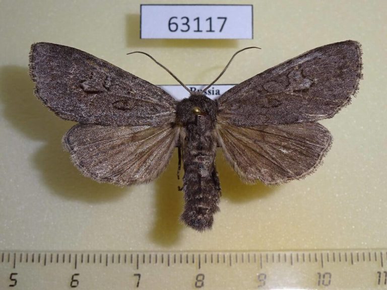 Vesper Insect Noctuidae Polia vespertilio Transbaikal reg. - Fareastinsects