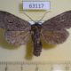 63117p Noctuidae Polia vespertilio Transbaikal reg. $9
