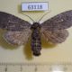 63118p Noctuidae Polia vespertilio Transbaikal reg. $9