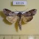 63119p Noctuidae Cucullia perforata Primorye $5