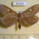 63120p Noctuidae Edessena hamada Primorye $7