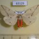 63129p Arctiidae Spilarctia seriatopunctata f Primorye $6