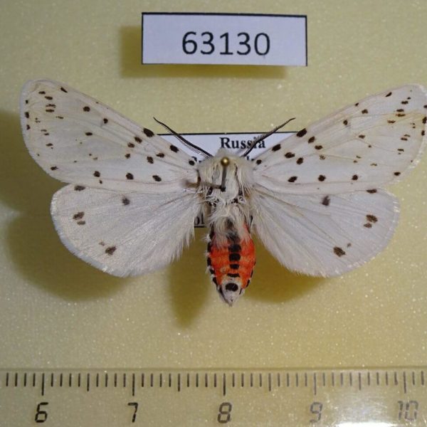 Arctiidae Spilosoma punctarium Primorye