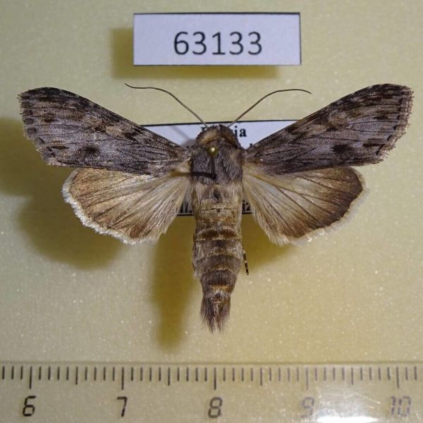 Noctuidae Cucullia maculosa Primorye