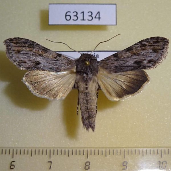 Noctuidae Cucullia maculosa Primorye