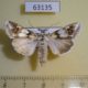 63135p Noctuidae Cucullia jankowskii f Primorye $20