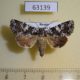 63139p Noctuidae Hadena variolata dealbata f Primorye $8