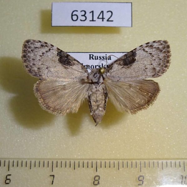 Noctuidae Meganola gigas f Primorye