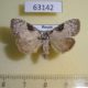 63142p Noctuidae Meganola gigas f Primorye $5