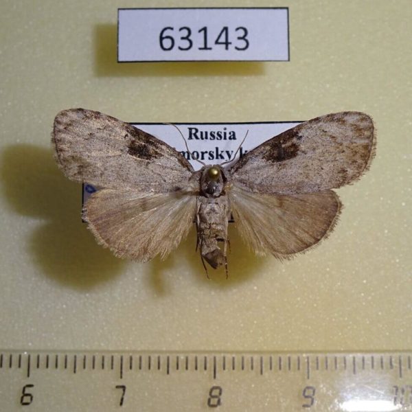 Noctuidae Meganola gigas Primorye