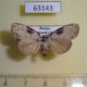 63143p Noctuidae Meganola gigas Primorye $6