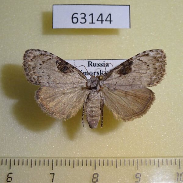Noctuidae Meganola gigas f Primorye