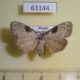 63144p Noctuidae Meganola gigas f Primorye $7