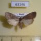 63146p Noctuidae Athetis correpta f Primorye $15