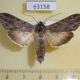 63158p Noctuidae Cucullia pustulata fraterna Primorye $9