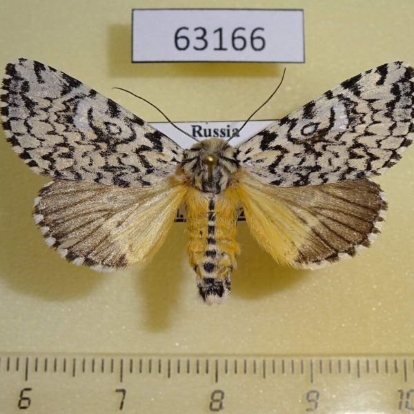 Noctuidae Trichosea ludifica Primorye