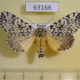 63166p Noctuidae Trichosea ludifica Primorye $7