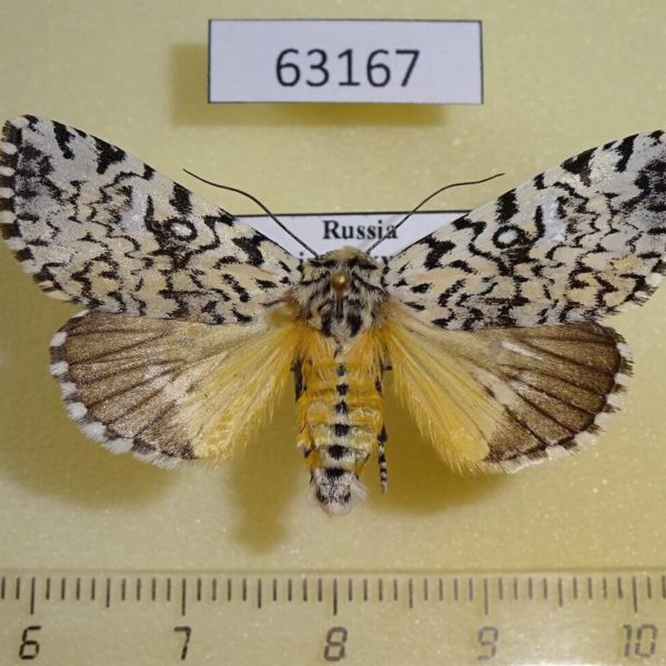 Noctuidae Trichosea ludifica Primorye