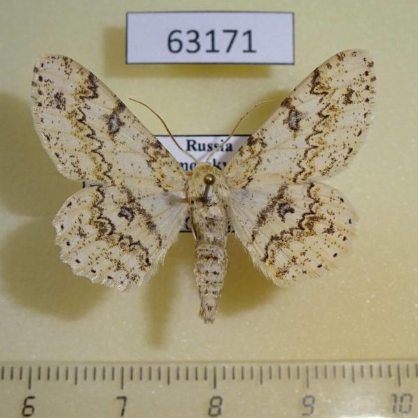 Geometridae Ascotis selenaria artemis Primorye