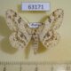63171p Geometridae Ascotis selenaria artemis Primorye $6