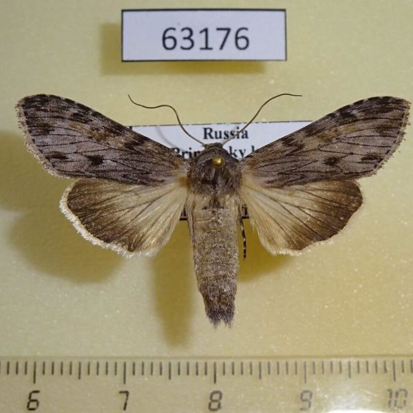 Noctuidae Cucullia maculosa Primorye