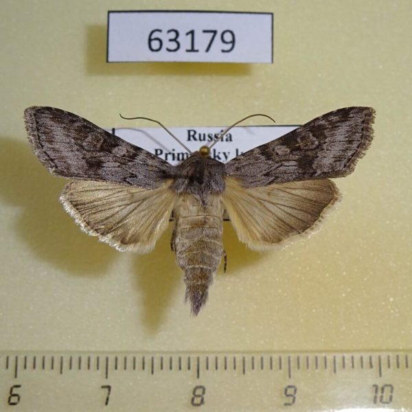 Noctuidae Cucullia humilis Primorye