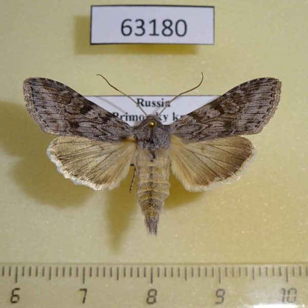 Noctuidae Cucullia humilis Primorye