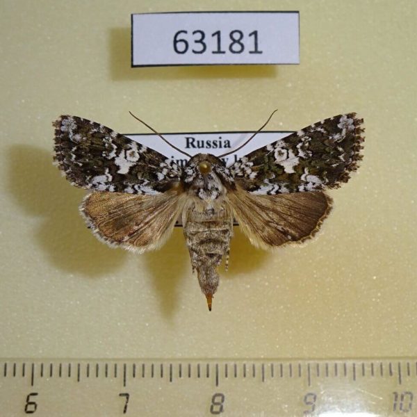 Noctuidae Hadena variolata dealbata f Primorye