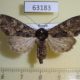 63183p Noctuidae Mniotype kobyakovi Tyva rep. $6