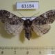 63184p Noctuidae Polia malchani f Tyva rep. $10
