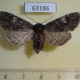 63186p Noctuidae Polia malchani f Tyva rep. $10