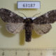 63187p Noctuidae Polia malchani Tyva rep. $9
