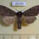 63190p Noctuidae Polia conspicua Tyva rep. $12