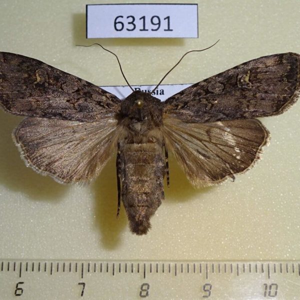 Noctuidae Euxoa sibirica f Primorye
