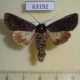 63192p Noctuidae Melanchra postalba Primorye $7