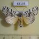 63195p Noctuidae Trichosea ludifica Primorye $8