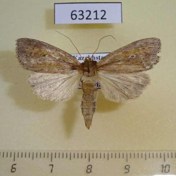 Noctuidae Archanara dissoluta Kazakhstan