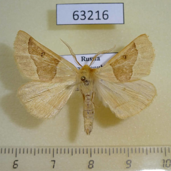 Geometridae Crocallis elinguaria Tyva rep.