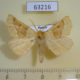 63216p Geometridae Crocallis elinguaria Tyva rep. $3