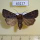 63217p Noctuidae Feltia nigrita Tyva rep. $6