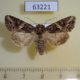 63221p Noctuidae Hadula imperspicua f Tyva rep. $6