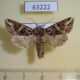 63222p Noctuidae Hadula imperspicua Tyva rep. $4