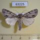 63225p Noctuidae Acronica psi Tyva rep. $7