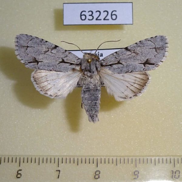 Noctuidae Acronicta psi Tyva rep.